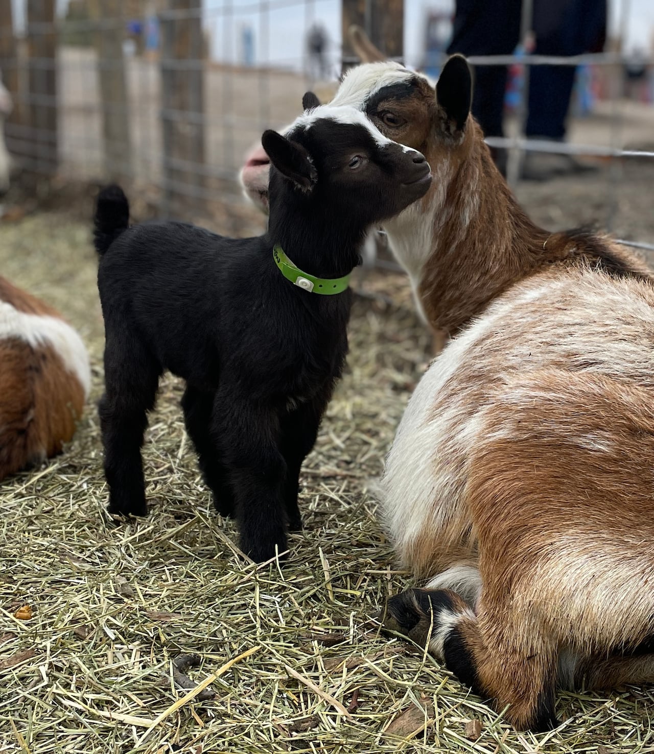 A black baby goat nuzzles up to a brown and white adult goat that's sitting on hay.