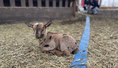 Butterfield Acres reopens after parasitic outbreak