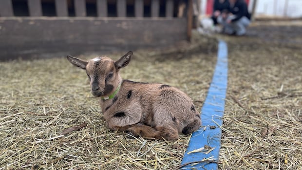 Butterfield Acres reopens after parasitic outbreak