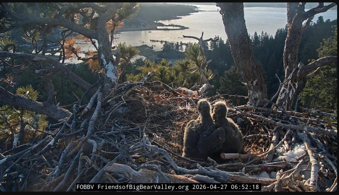 Two baby eaglets in the Big Bear Valley nest look out across the horizon at trees and a body of water.