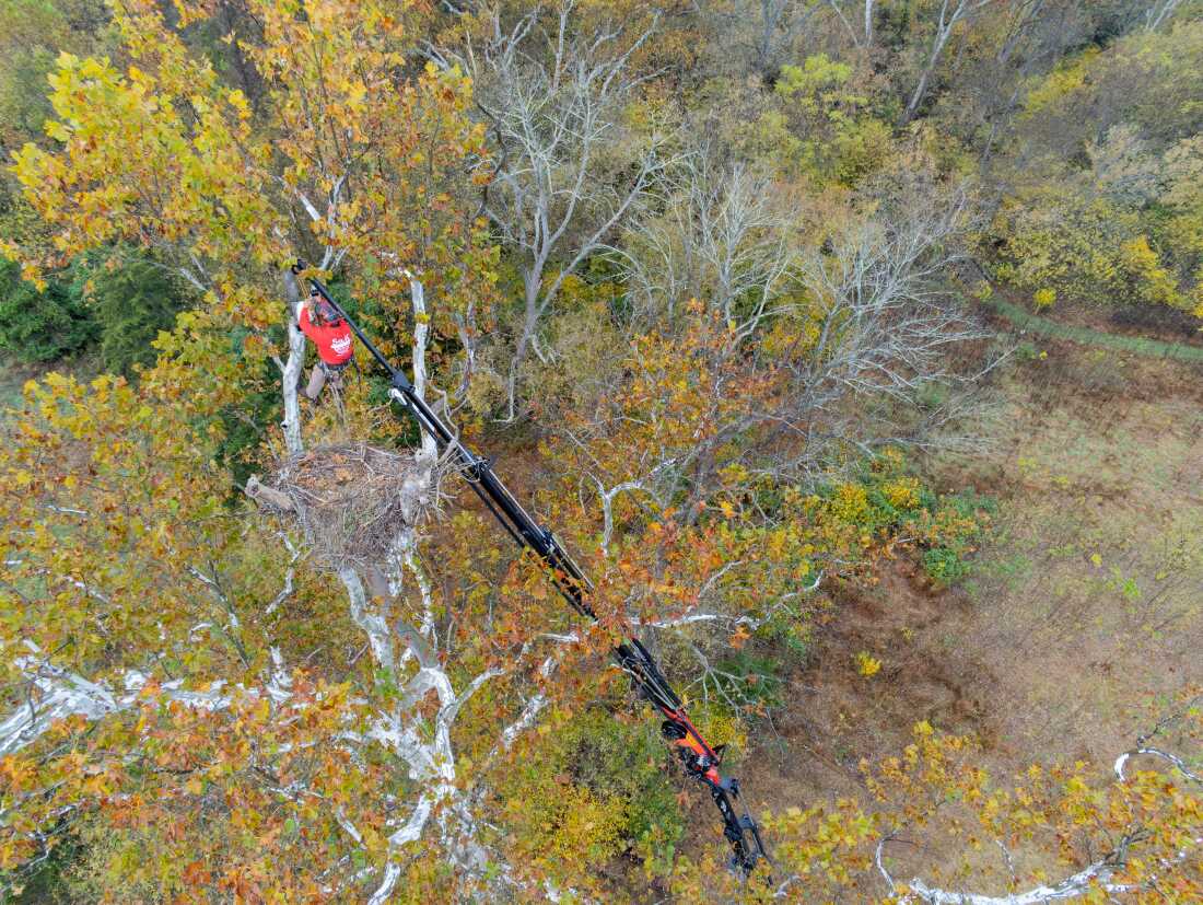 A climber who's suspended about 95 feet in the air at the end of a boom crane accesses a bald eagle nest that's high in the branches of a tree.