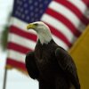 A bald eagle sits in front of an American flag.