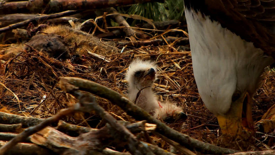 A fuzzy white newly hatched baby eaglet sits in the Decorah, Iowa, nest, next to an adult eagle.