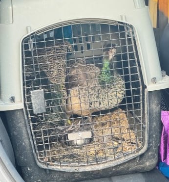 Two peacocks in a dog crate