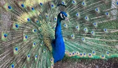 Stolen peacocks safe at home after being discovered in rural Alberta ditch, says RCMP