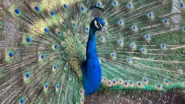 Stolen peacocks safe at home after being discovered in rural Alberta ditch, says RCMP