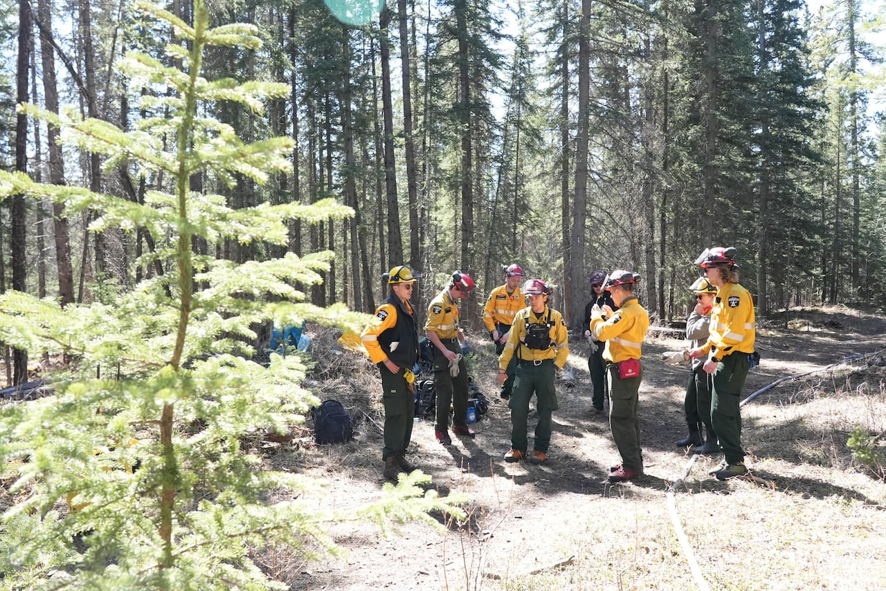 A group of people in yellow uniforms stand in a forest with a sapling in the foreground.
