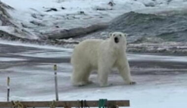 Officials Reporting Numerous Polar Bear Sightings