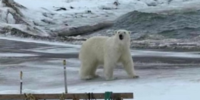 Officials Reporting Numerous Polar Bear Sightings