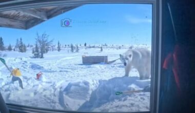 Family at camp near Weenusk River survives close encounter with polar bear