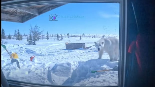 Family at camp near Weenusk River survives close encounter with polar bear
