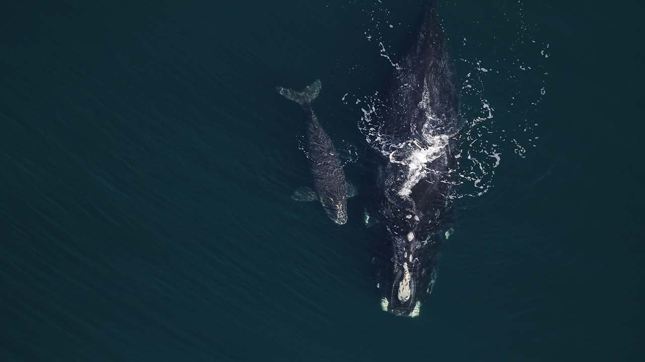 A whale and her calf seen from above.