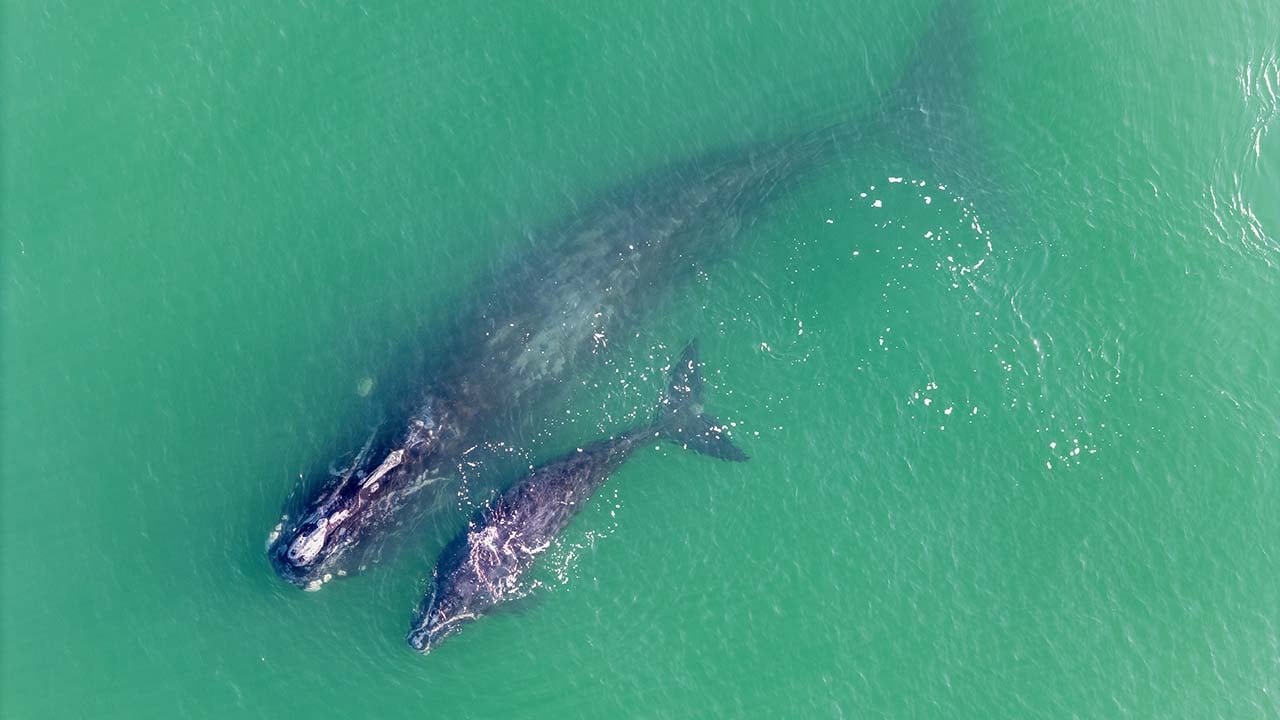 A North Atlantic right whale and her calf are seen from above.