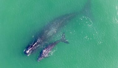 Researchers 'hopeful' after North Atlantic right whale baby boom