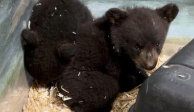 Orphaned Bear Cubs 'Distressed' and 'Traumatized' After Shooter Illegally Kills Their Mother, Rescue Says