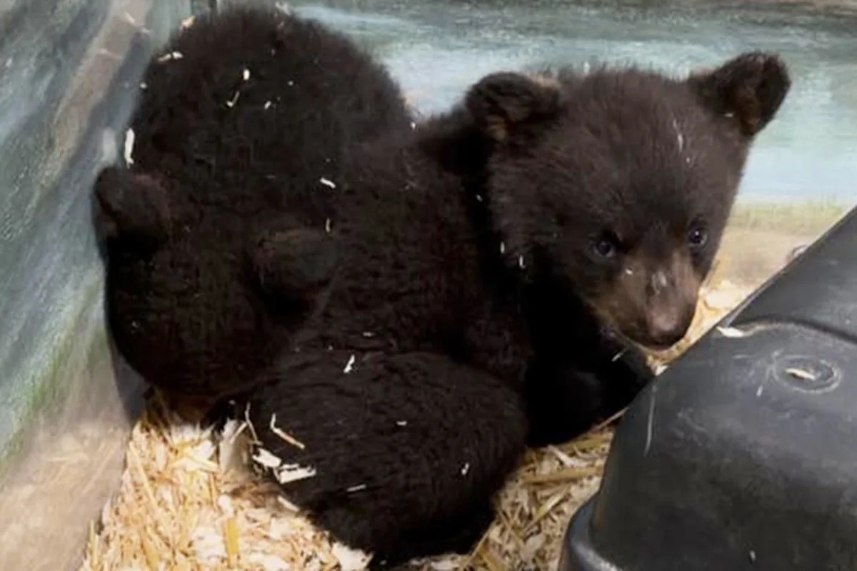 Orphaned Bear Cubs 'Distressed' and 'Traumatized' After Shooter Illegally Kills Their Mother, Rescue Says