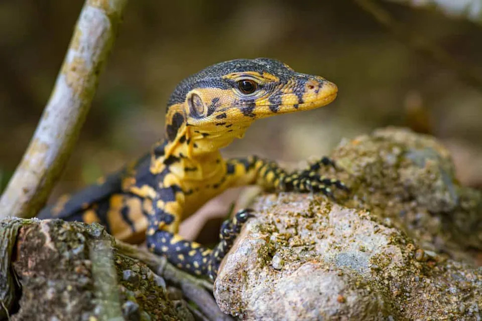 Monitor Lizard (Varanus Indicus) - baby climbing on rocks