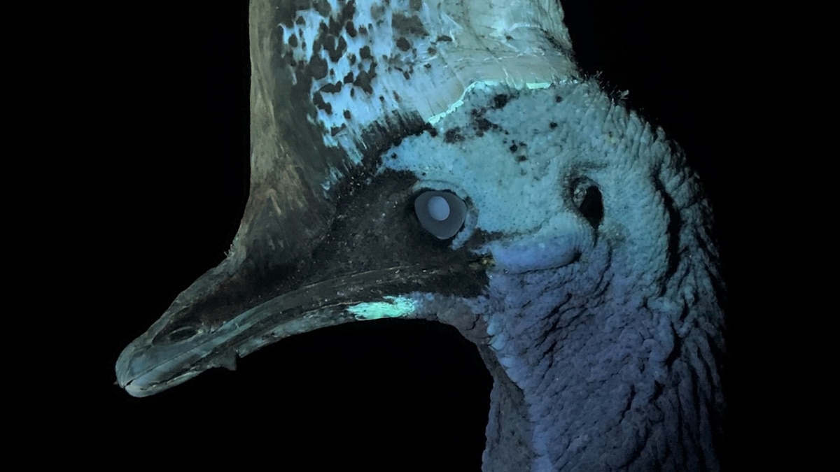 The surprising hidden glow of one of Earth’s largest birds