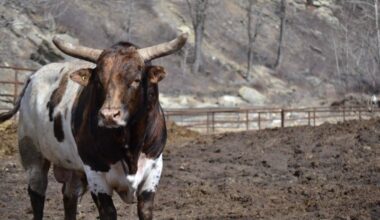 From pasture to PBR: Sask. breeder raises high-level bucking bulls
