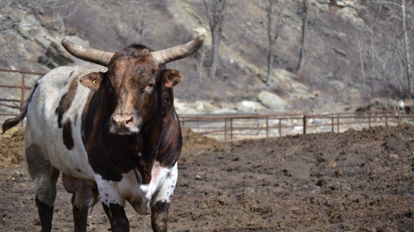 From pasture to PBR: Sask. breeder raises high-level bucking bulls