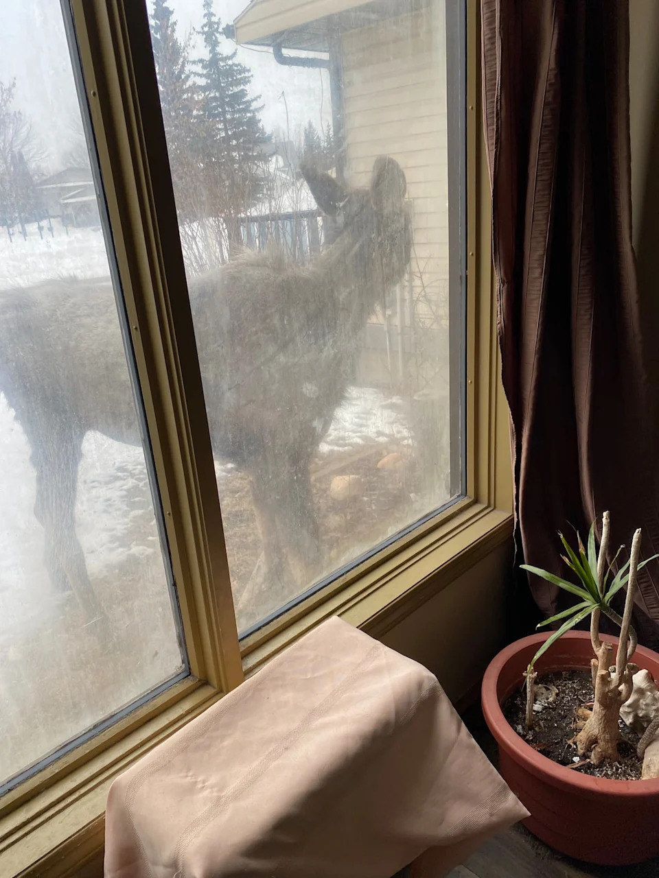 Bob the moose has been renamed Roberta. He was spending time outside the home of a couple in Grande Prairie, Alta., on Easter weekend in April 2026.