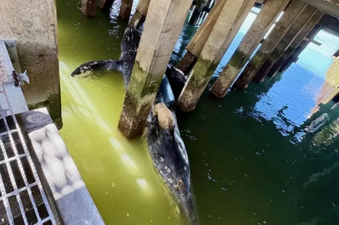 A dead male gray whale stuck among pier pilings.
