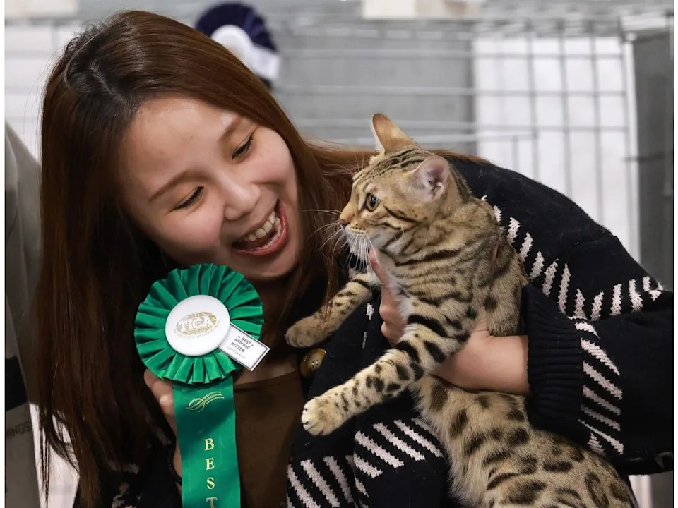  Sharon Wong holds her Bengal kitten Nico, which won best in show in the kitten classification during the Calgary Cat Show at the Southland Leisure Centre on Saturday.