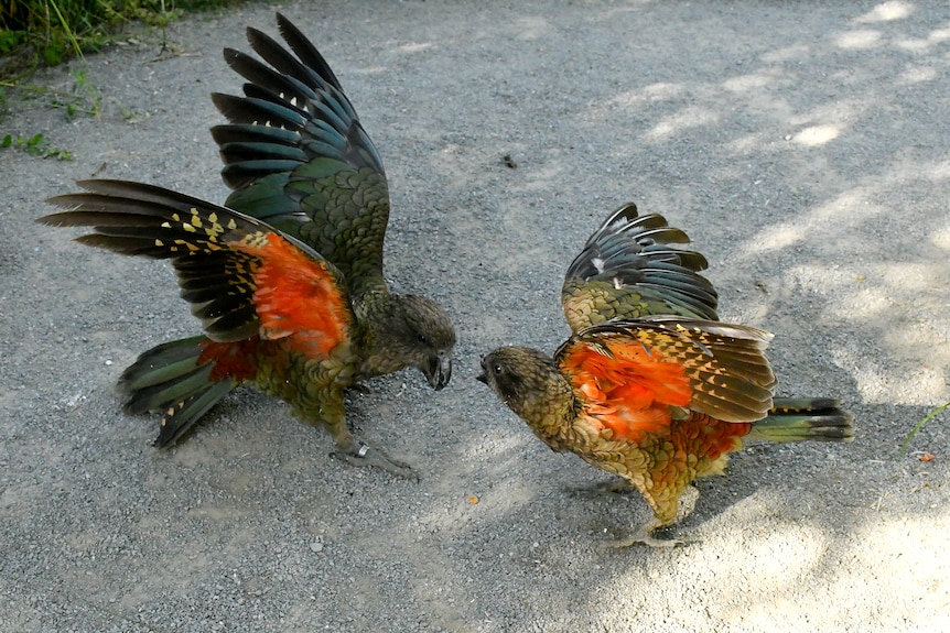 Two green parrots with red under wings and dark black and blue upper end wings face off on the ground with wings raised.