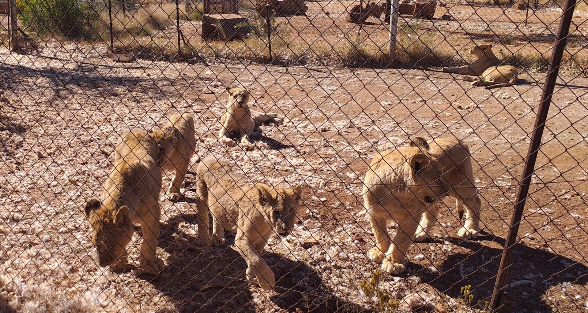 Lion Farmers’ Quota Push Hits a Wall as NSPCA Gets Court Foothold