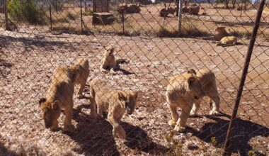 Lion Farmers’ Quota Push Hits a Wall as NSPCA Gets Court Foothold