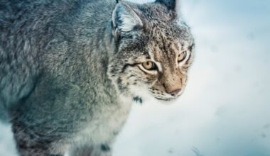 Video: Val Therese resident captures great footage of a lynx