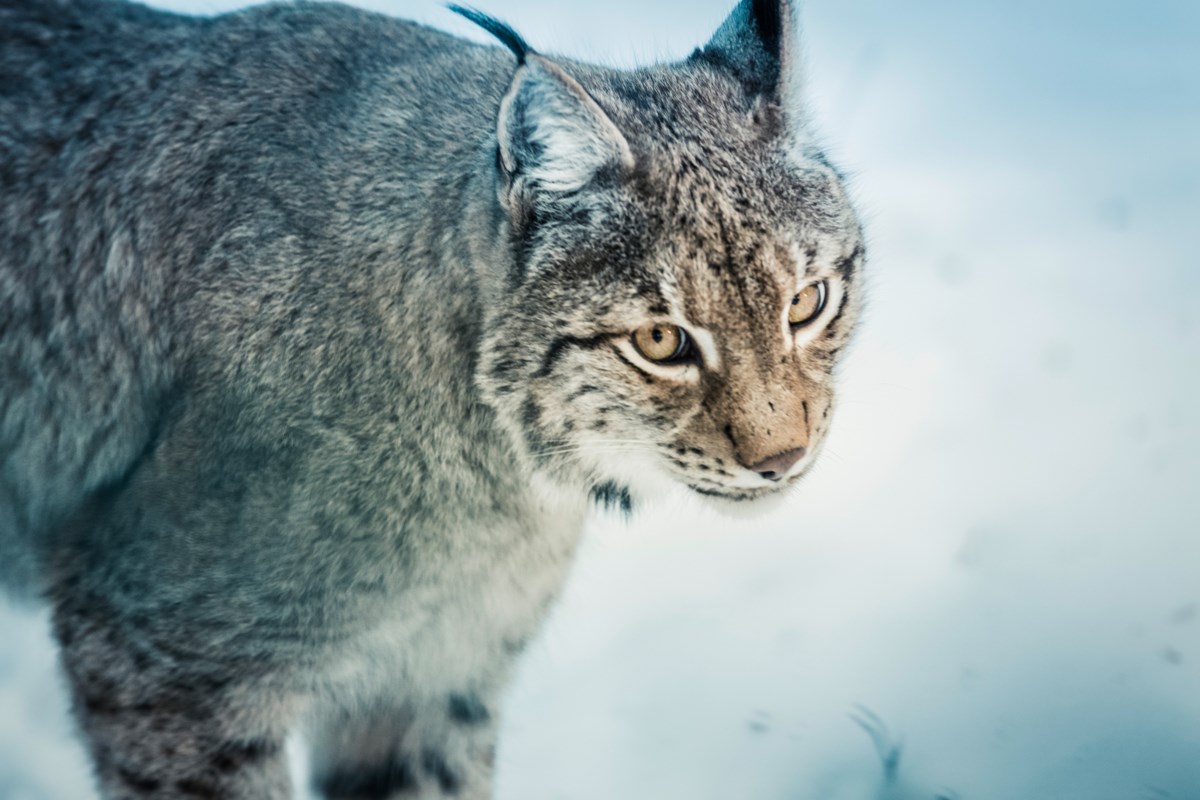 Video: Val Therese resident captures great footage of a lynx