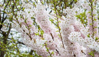 Here's how close Toronto's High Park cherry blossoms are to reaching full bloom for 2026