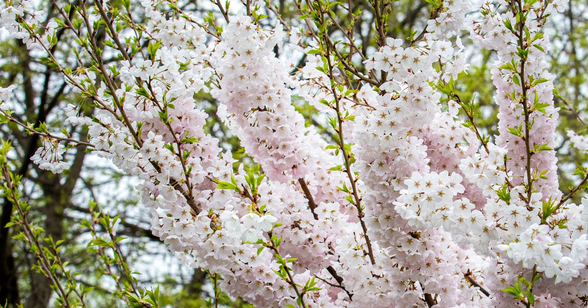 Here's how close Toronto's High Park cherry blossoms are to reaching full bloom for 2026