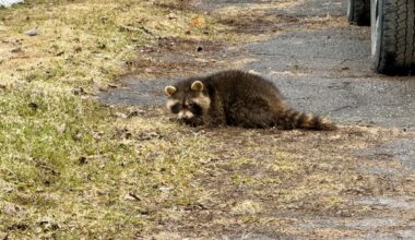 Keep an eye on your pet: Sick raccoons in west end worry local falconer