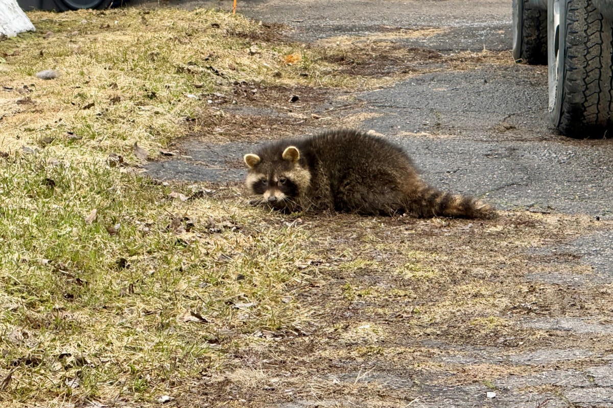 Keep an eye on your pet: Sick raccoons in west end worry local falconer