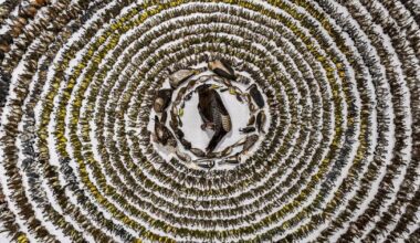 Thousands of dead birds will form macabre display in Ontario city this weekend