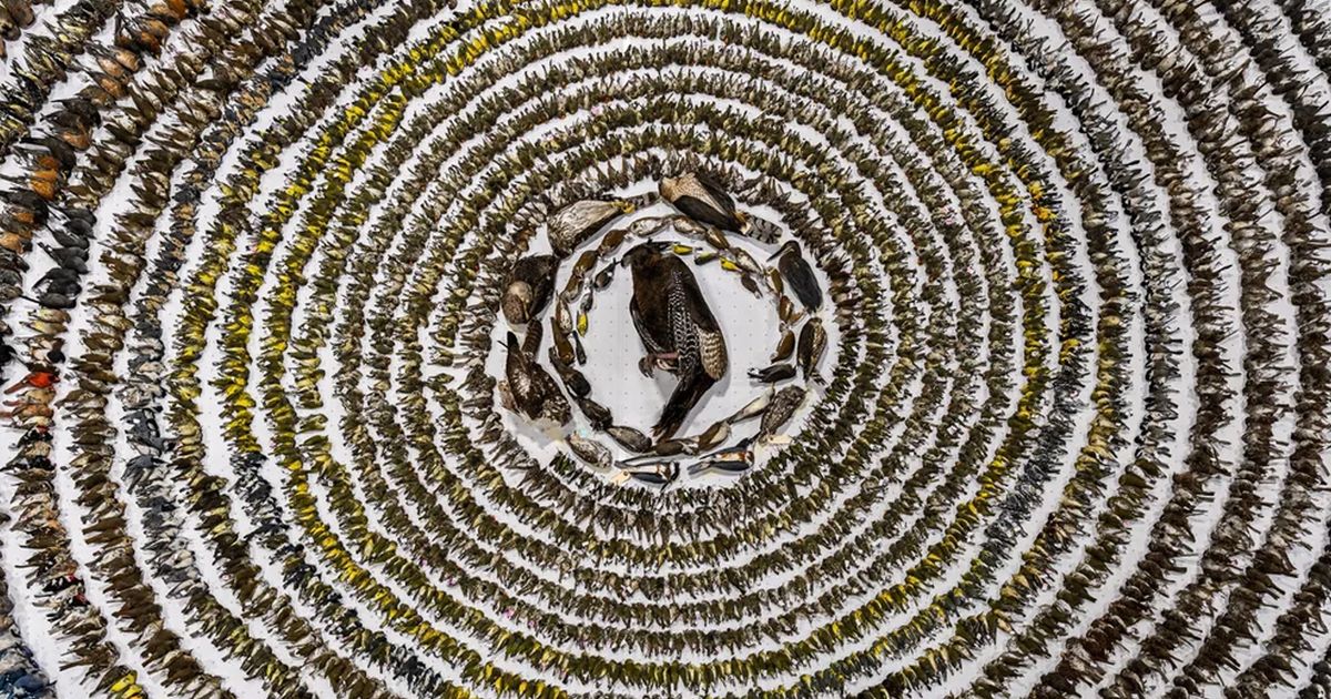 Thousands of dead birds will form macabre display in Ontario city this weekend