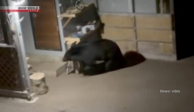 Bear enters residential property in Morioka, northeastern Japan