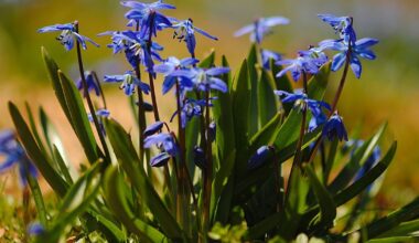 Toxic invasive plant is now blooming across Ontario and could harm you and your pets