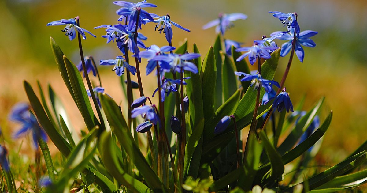 Toxic invasive plant is now blooming across Ontario and could harm you and your pets