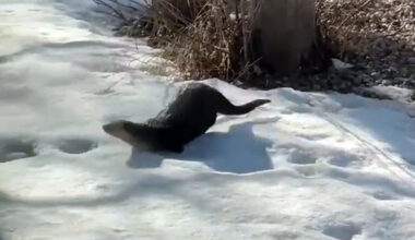 River otter steals the show in local backyard - SteinbachOnline.com