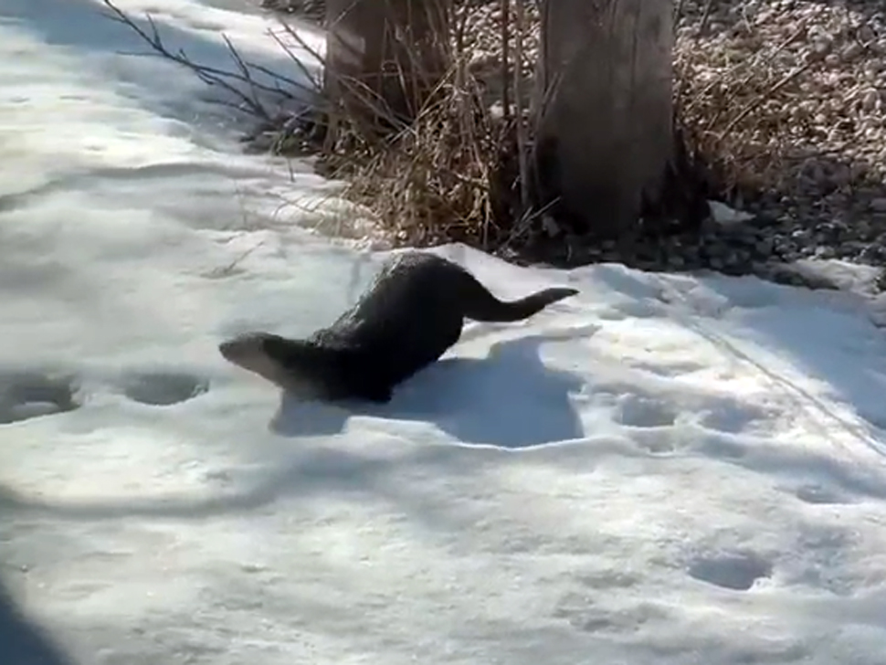 River otter steals the show in local backyard - SteinbachOnline.com