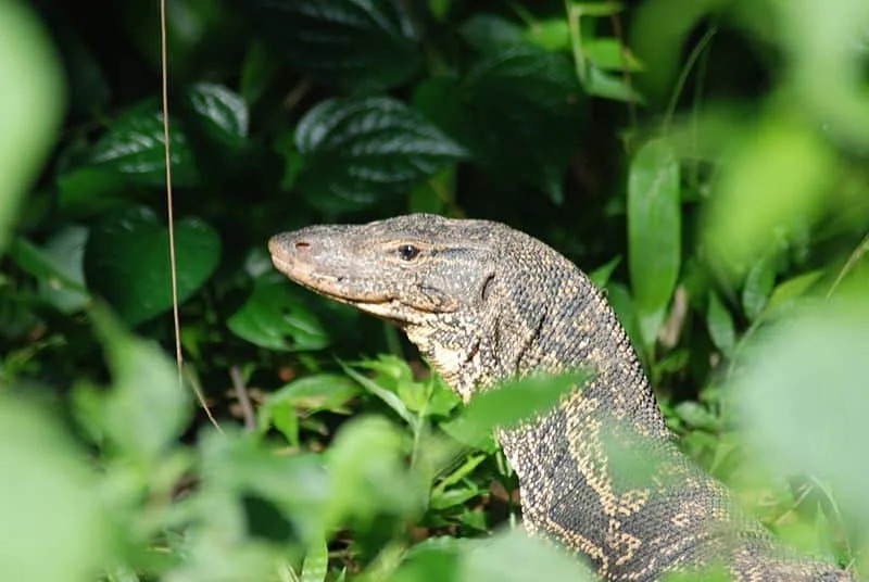 Asian water monitor lizard (Varanus salvator salvator) in Khao Yai National Park, Thailand.