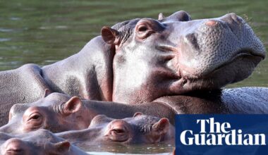 Colombia to cull up to 80 hippos descended from Pablo Escobar zoo | Colombia
