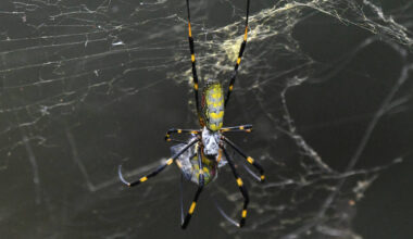 Joro spider in Walton County, Georgia. (William Wise/Dreamstime/TNS)