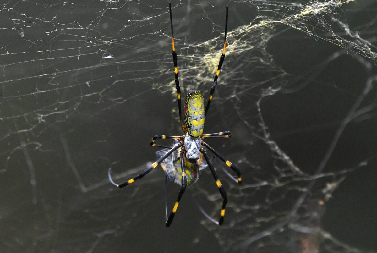 Joro spider in Walton County, Georgia. (William Wise/Dreamstime/TNS)