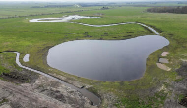 Wildlife arriving at newly created wetland