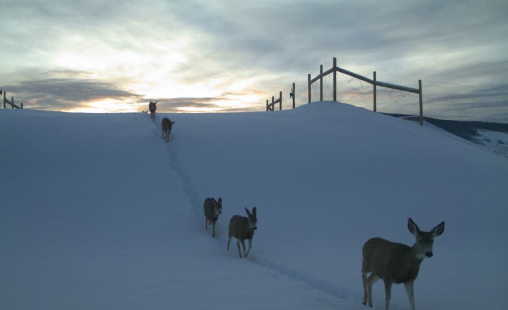 Federal funds now available from the Wildlife Crossing Program have made it easier for states to build new crossings or revamp old ones. CDOT, CPW, and ECO-resolutions