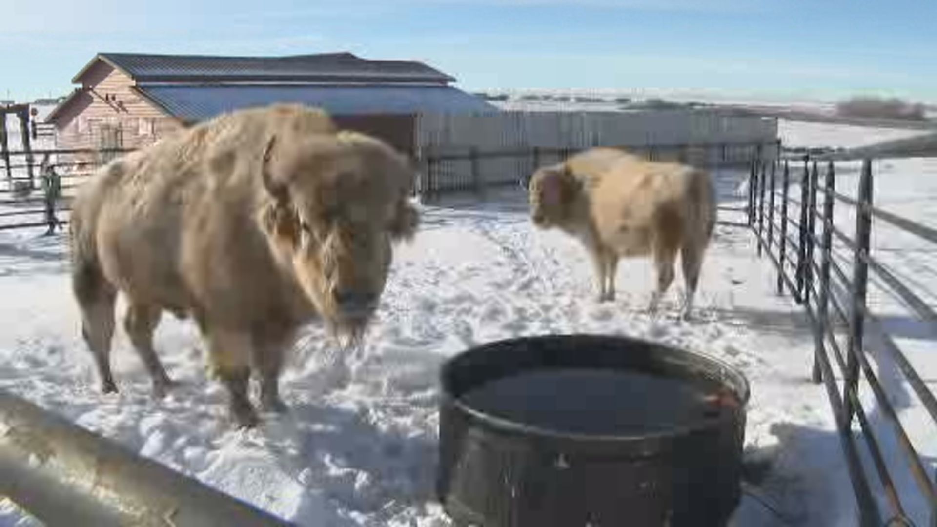 Click to play video: 'Rare white bison pair becomes ‘sign of hope’ for Alberta First Nation'